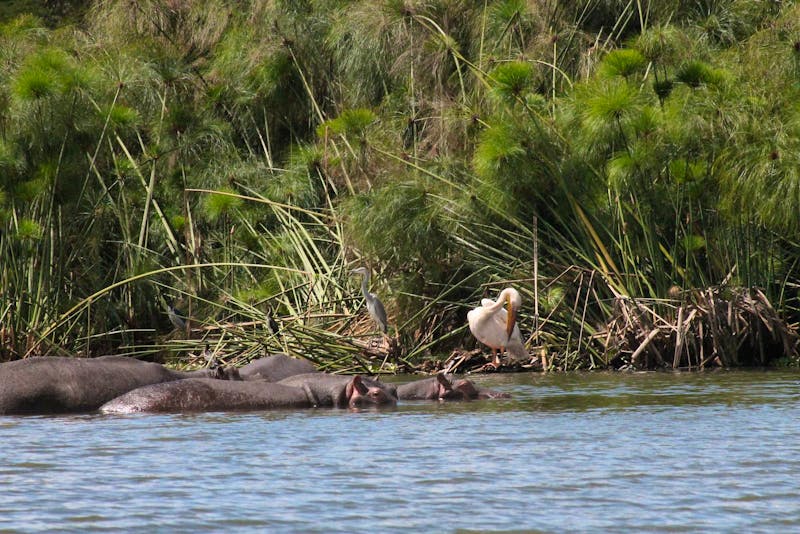 Nilpferde im Lake Naivasha - ©Eberhardt TRAVEL