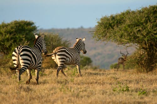Zebras im Hochland Laikipia, Kenia &ndash; &copy; Stefan Ekernas - stock.adobe.com