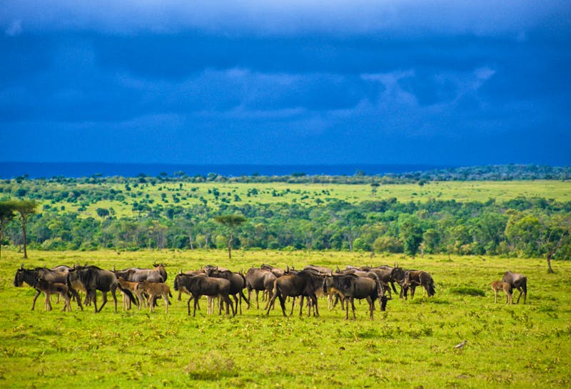 Gnus in der Serengeti - ©oriwo - stock.adobe.com