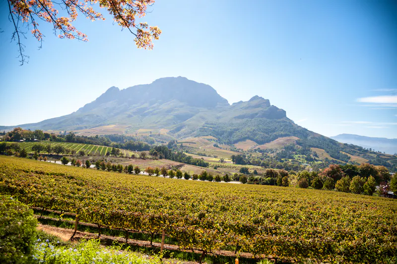 Kapstadt - Stellenbosh Weinregion - &copy;©affini4 - stock.adobe.com