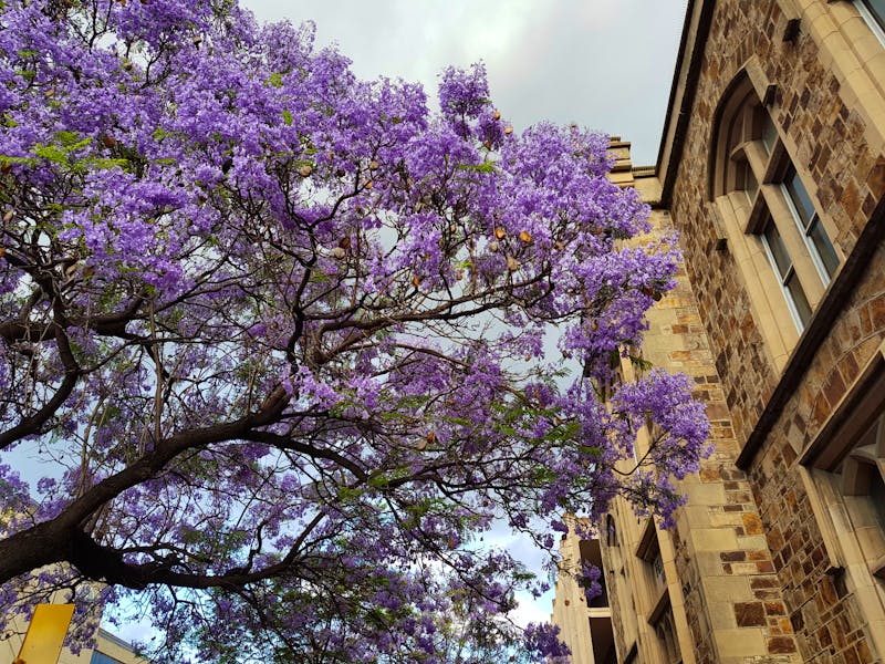 Herrliche Jacarandas in Adelaide  - ©Madlen Lippe