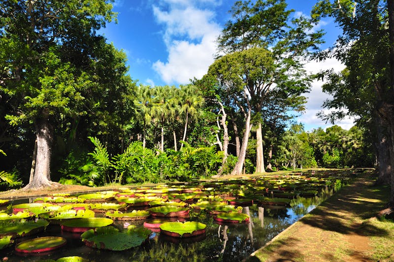 Garten von Pamplemousse auf Mauritius - ©©pixel974 - stock.adobe.com