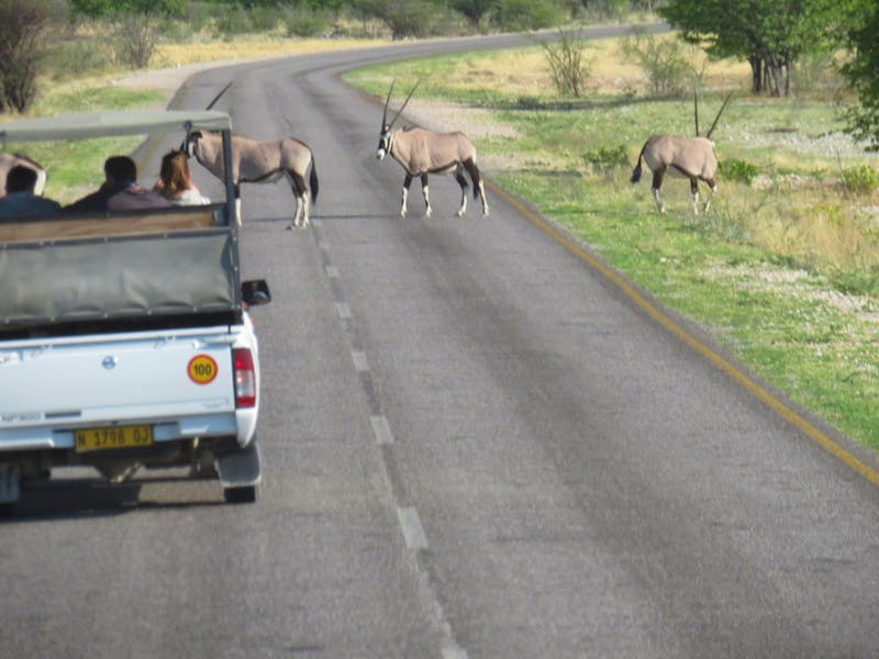 Safari im Etoscha Nationalpark - ©Eberhardt TRAVEL
