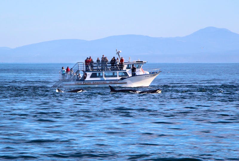 Walbeobachtung vor Victoria - Killerwale, Orcas - ©Eberhardt TRAVEL