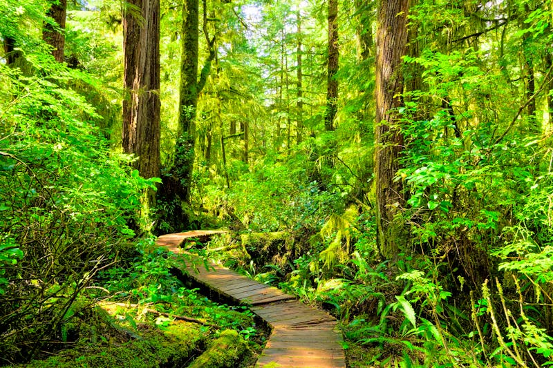 Pacific Rim Nationalpark - Vancouver Island - ©©Jenifoto - stock.adobe.com