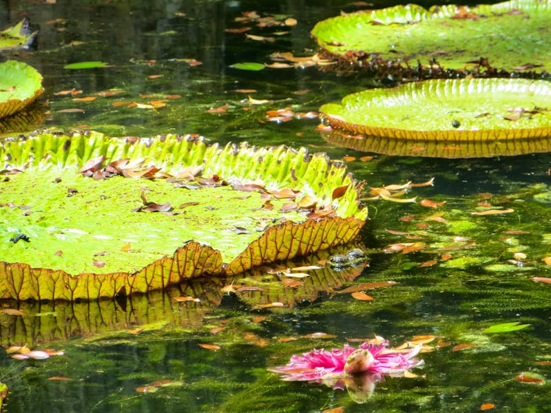 Pamplemousse - Seerose - ©Britt Reuter-Bracklow Eberhardt TRAVEL