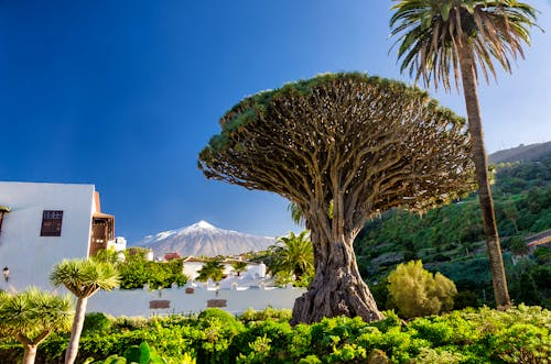 Drachenbaum und Teide auf Teneriffa &ndash; &copy; cameris - stock.adobe.com