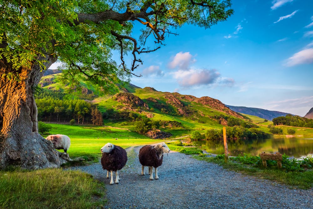 Schafe Lake District, England &ndash; &copy; shaiith - stock.adobe.com