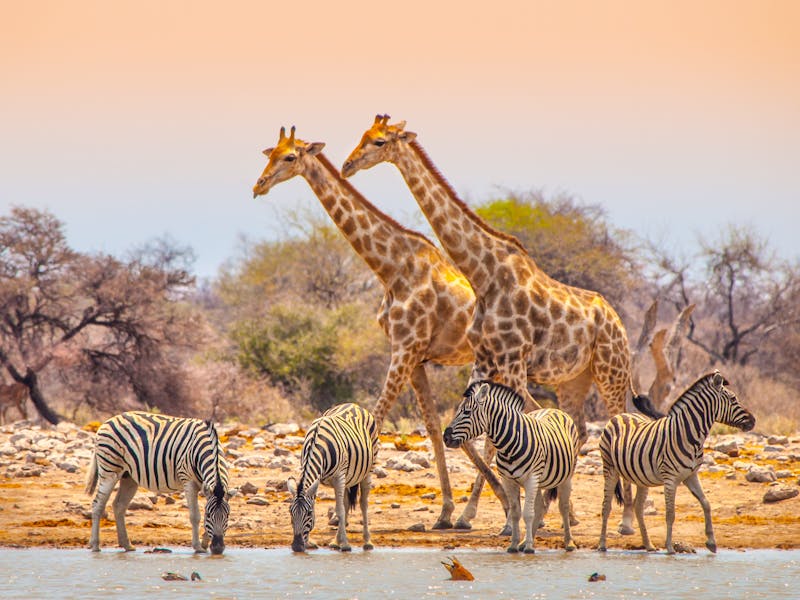 Giraffen und Zebras an einer Wasserstelle - ©pyty - stock.adobe.com