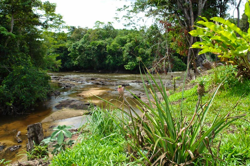 Umgebung Anaula Nature Resort, Suriname - ©Anaula Nature Resort