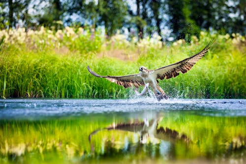 Fischadler am Fluss &ndash; &copy; thakala - Adobe Stock