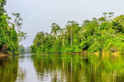 Regenwald und Fluss, Suriname &ndash; &copy; Rene - Adobe Stock