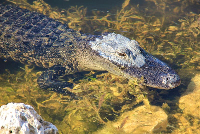 Alligator in den Everglades - ©Sylvia Ott