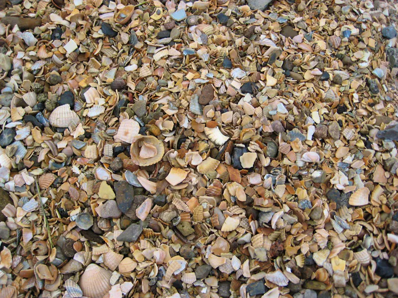 Muschelweg auf Langeoog - &copy;Steve Weinert