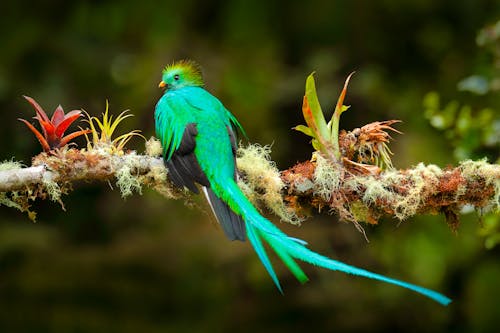 Quetzal - Costa Rica &ndash; &copy; ©ondrejprosicky - stock.adobe.com