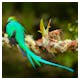 Quetzal - Costa Rica – © ©ondrejprosicky - stock.adobe.com