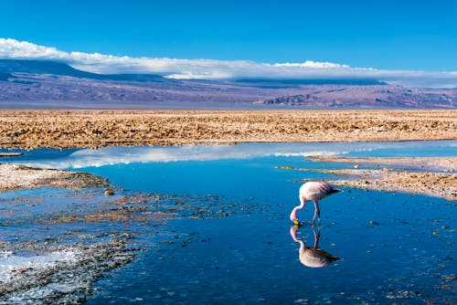 Flamingo im Salzsee, Chile &ndash; &copy; jkraft5 - Adobe Stock