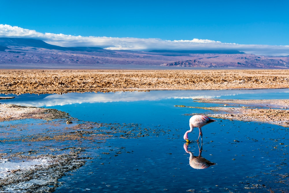 Flamingo im Salzsee, Chile – © jkraft5 - Adobe Stock