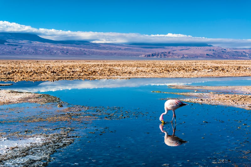 Flamingo im Salzsee, Chile - ©jkraft5 - Adobe Stock