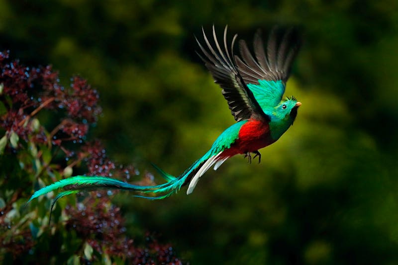 Quetzal - ©ondrejprosicky - stock.adobe.com