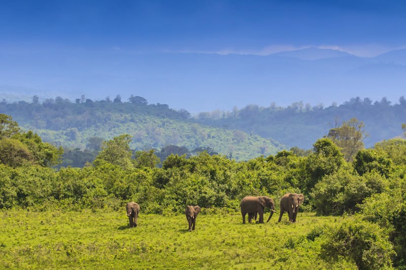 Elefanten - ©Richard Carey - stock.adobe.com