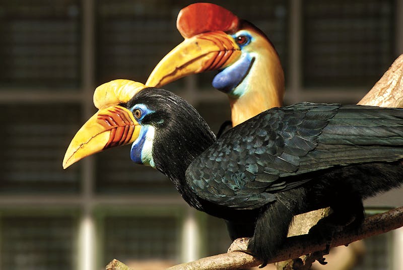 Vogelpark Walsrode - ©www.paraflyer.de