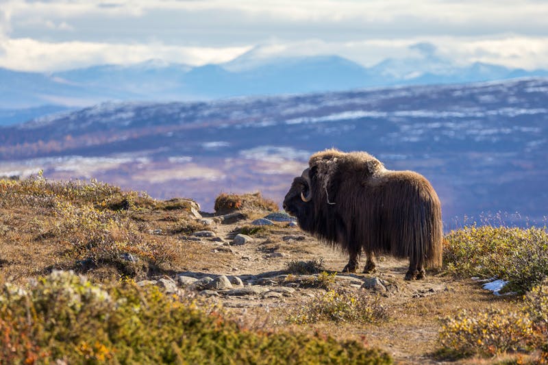 Moschusochse im Dovrefjell Nationalpark - ©Matthias - stock.adobe.com