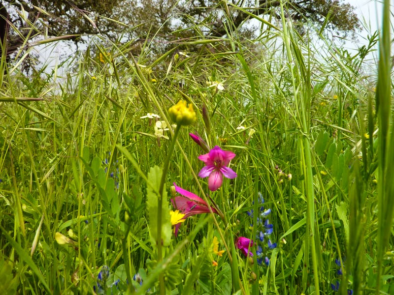 P1180259 - ©Cornelia Ritter
