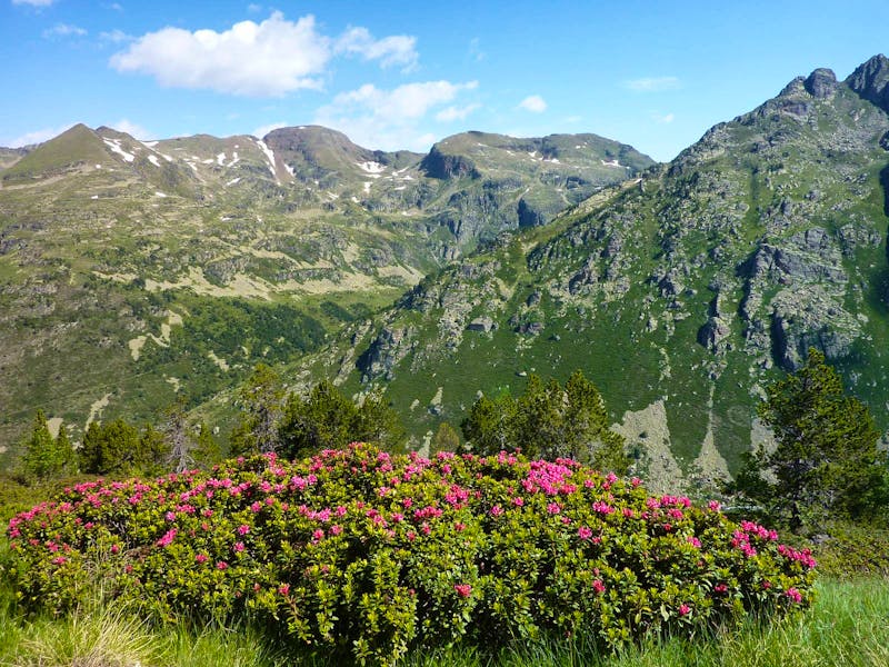 Alpenrosen - ©Cornelia Ritter