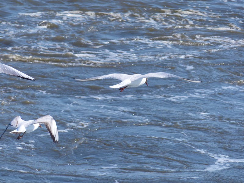 P1030849 - ©Margret van Blokland