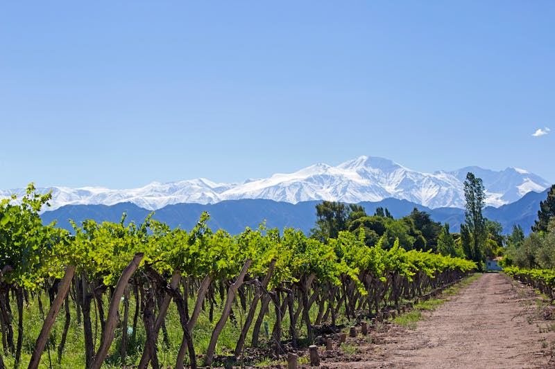 Andes & Vineyard, Mendoza, Argentina - ©teddyh - stock.adobe.com
