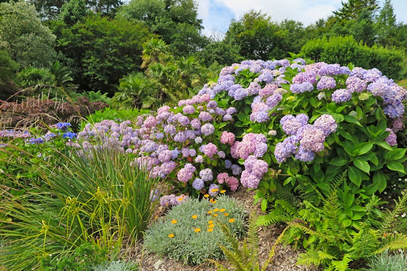 Die Gartenanlage Trebah in Cornwall - ©shorty25 - stock.adobe.com