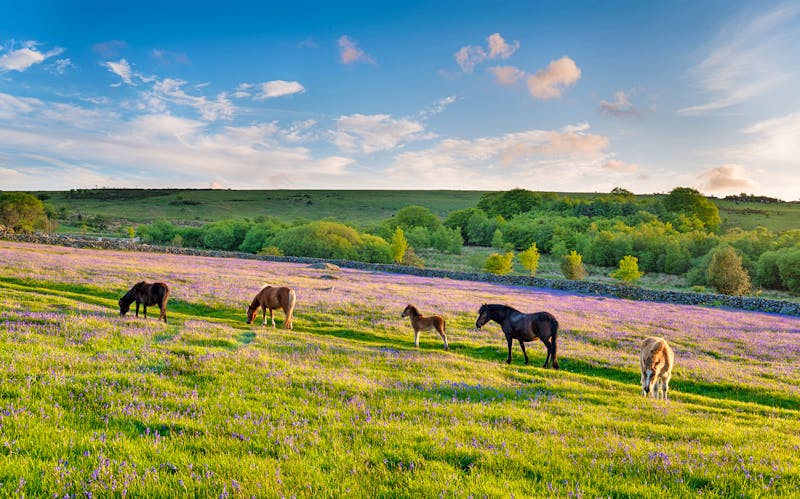 Dartmoor Ponies - ©Helen Hotson