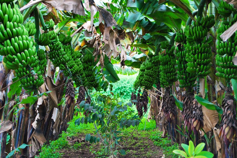 Los Realejos - Casa Rual - El Patio de Tita - Bananenplantage - ©Eric Richter