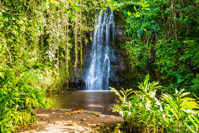 Vaipahi Tropical Garden, Tahiti - ©Tomfry - Adobe Stock