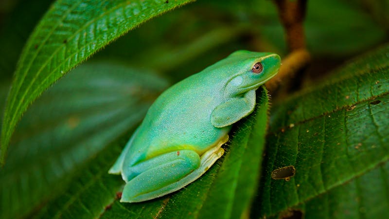 Baumfrosch im Tijuca-Regenwald - &copy;Mireia Llum - Adobe Stock