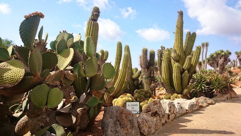 Botanicactus, Mallorca - ©Katrin Kerpa