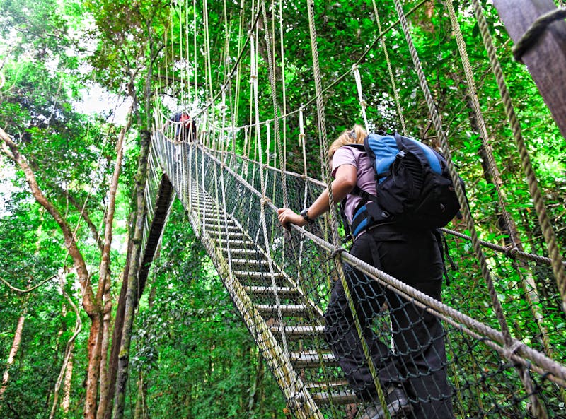 Nationalpark Taman Negara - Canopy Bridge - ©tiero - Fotolia