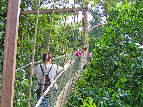 Hängebrücken-Wanderung im Taman Negara Nationalpark &ndash; &copy; Eberhardt TRAVEL