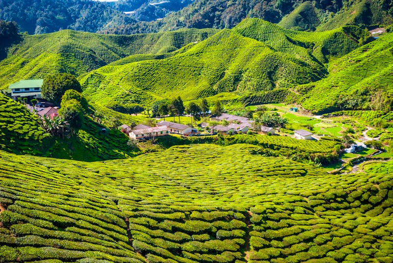Cameron Highlands - ©©dinozzaver - stock.adobe.com