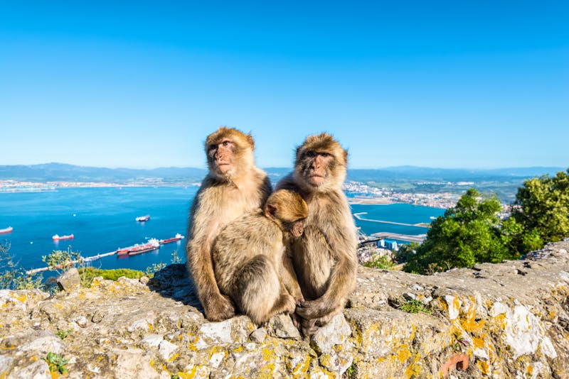 Gibraltar – Affen auf Felsen - ©valet - stock.adobe.com