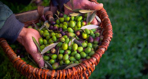 Korb mit frisch gepflückten Oliven &ndash; &copy; zummolo - stock.adobe.com