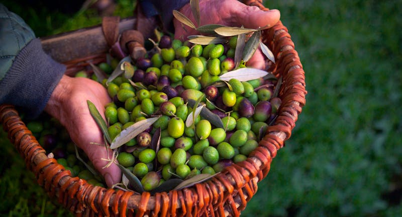 Korb mit frisch gepflückten Oliven - ©zummolo - stock.adobe.com