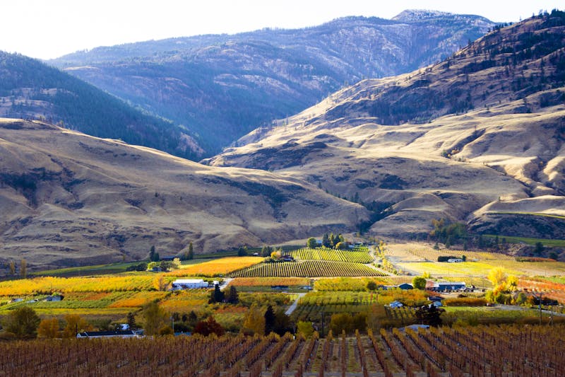 Oliver Okanagan Valley Vineyard British Columbia - ©©nalidsa - stock.adobe.com