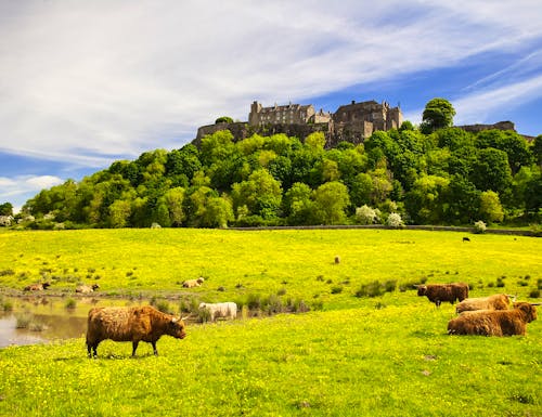 Stirling Castle in Schottland – © ©gornostaj - stock.adobe.com