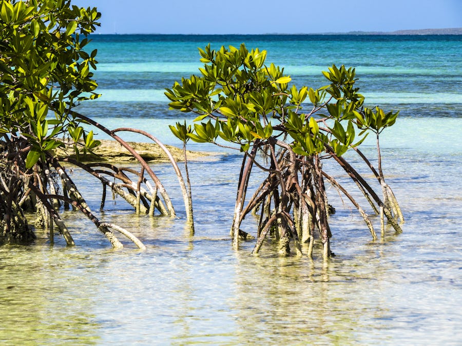 Mangroven entlang der Küste  – © RiCi – stock.adobe.com