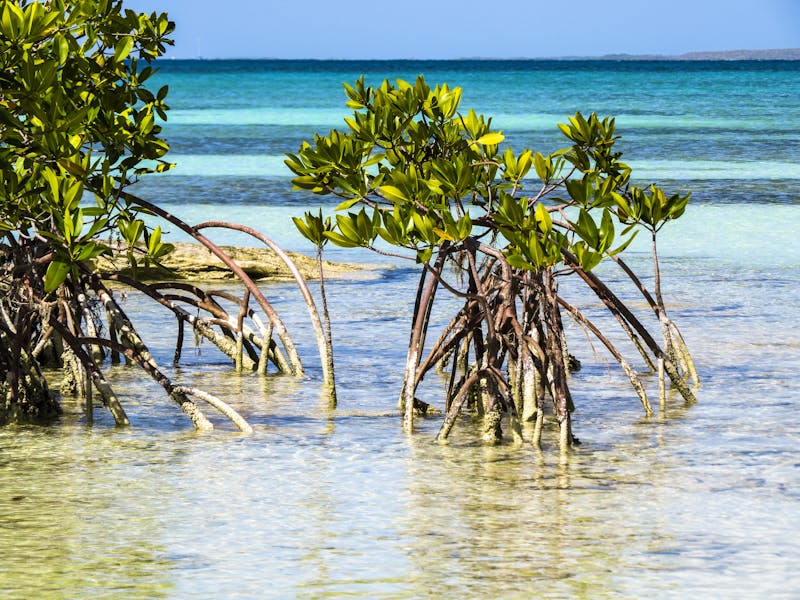 Mangroven entlang der Küste  - ©RiCi – stock.adobe.com