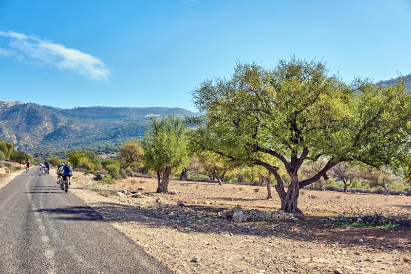 Olivenhain in der Nähe von Agadir - ©Emils – stock.adobe.com