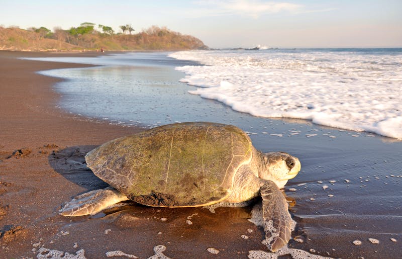 Schildkröte - &copy;©lvalin - stock.adobe.com