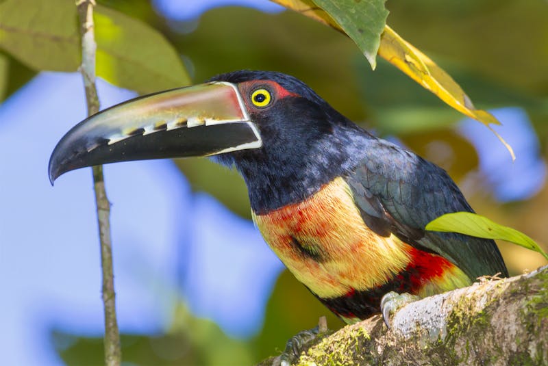 Im Tortuguero Nationalpark, Costa Rica - ©©Ivan Kuzmin - stock.adobe.com